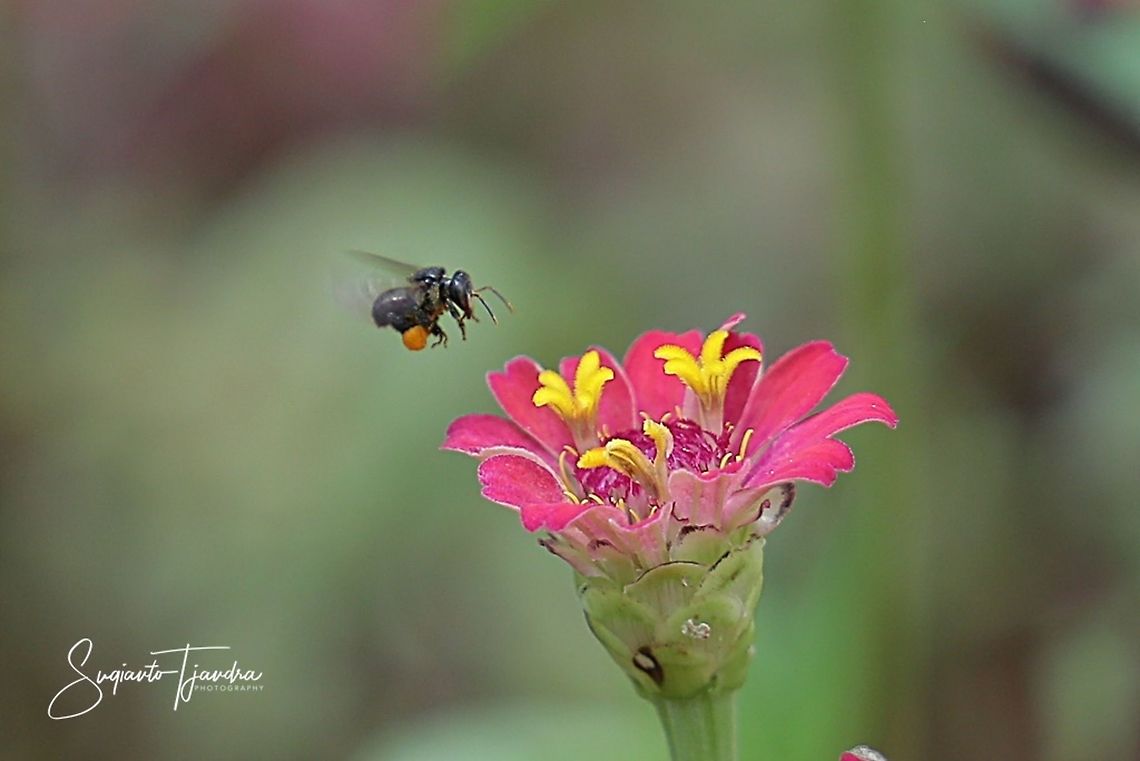 Stingless honey bee (Meliponini)  Geotagged,Indonesia,Summer