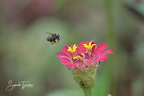 Stingless honey bee (Meliponini)  Geotagged,Indonesia,Summer