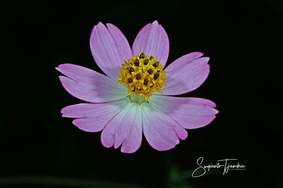 Bunga Kenikir Ungu (Cosmos caudatus)  Cosmos caudatus,Geotagged,Indonesia,Kenikir,Summer