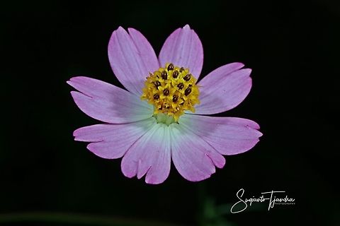 Bunga Kenikir Ungu (Cosmos caudatus)  Cosmos caudatus,Geotagged,Indonesia,Kenikir,Summer