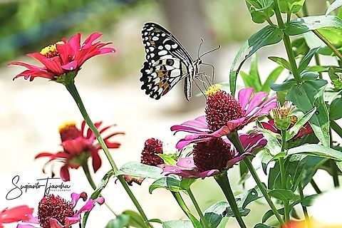 Common Lime butterfly (Papilio demoleus)  Common Lime Butterfly,Geotagged,Indonesia,Papilio demoleus,Summer