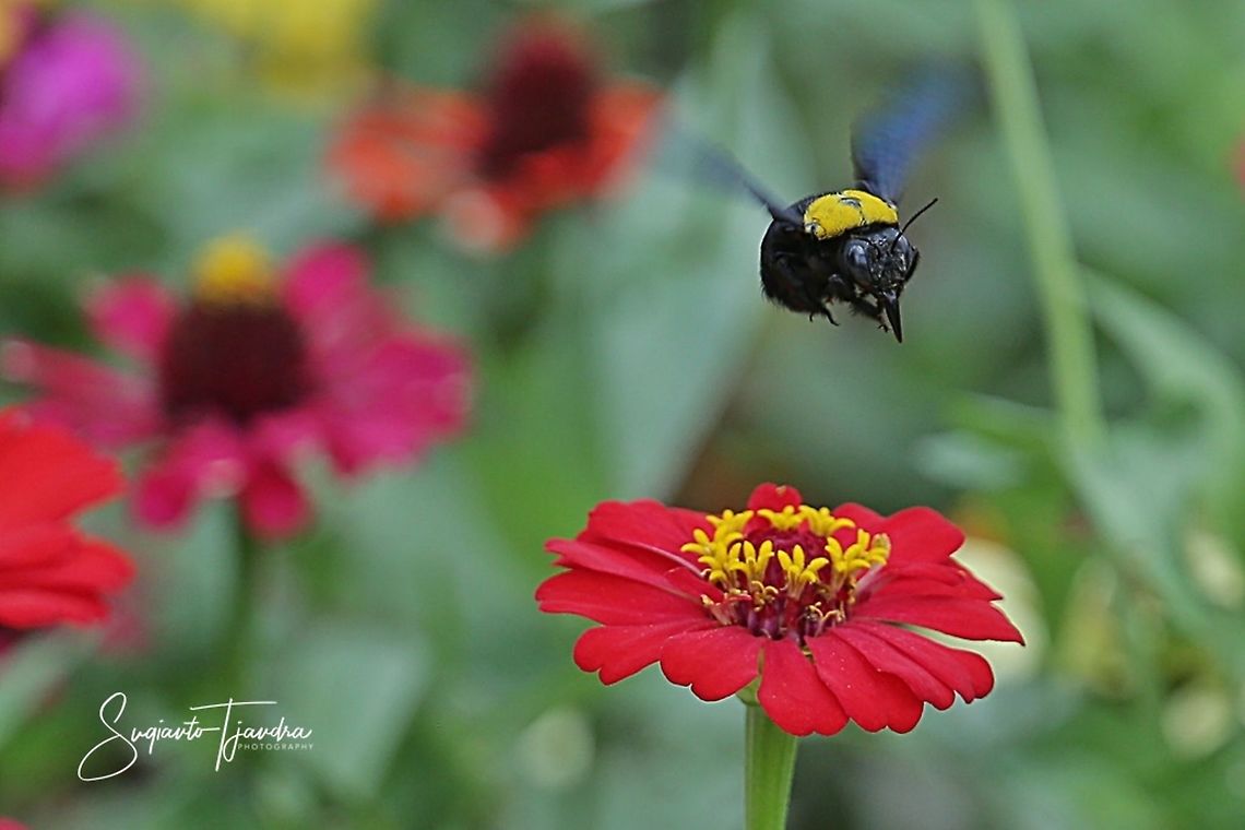 Black Gold Carpenter Bee Xylocopa confusa  Geotagged,Indonesia,Summer,Xylocopa confusa