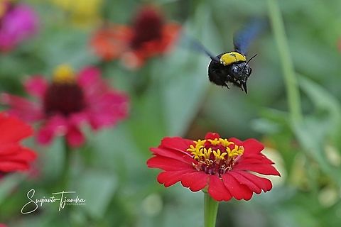 Black Gold Carpenter Bee Xylocopa confusa  Geotagged,Indonesia,Summer,Xylocopa confusa