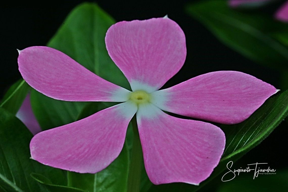 Tapak Dara / Madagascar Periwinkle, Apocynaceae  Catharanthus roseus,Geotagged,Indonesia,Madagascar rosy periwinkle,Summer