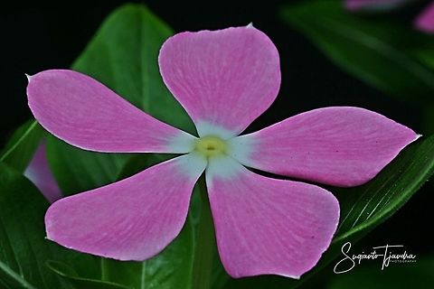 Tapak Dara / Madagascar Periwinkle, Apocynaceae  Catharanthus roseus,Geotagged,Indonesia,Madagascar rosy periwinkle,Summer
