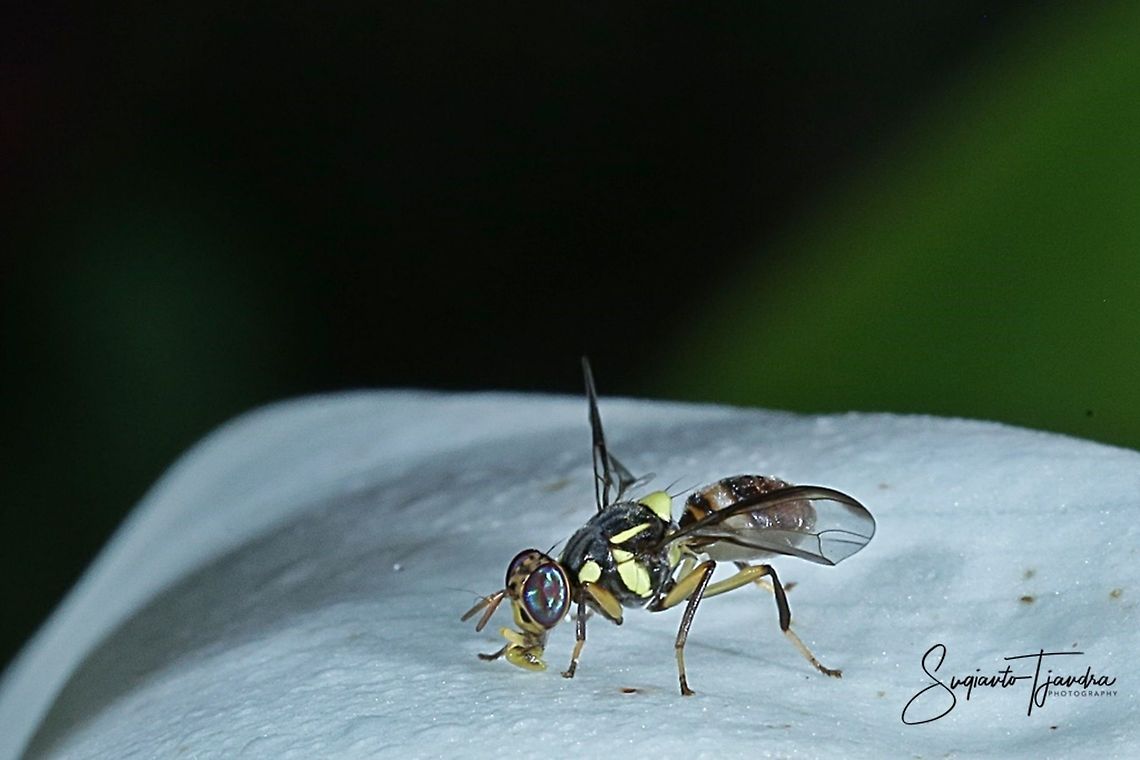 Oriental fruit fly, Bactrocera Dorsalis  Bactrocera dorsalis,Geotagged,Indonesia,Summer
