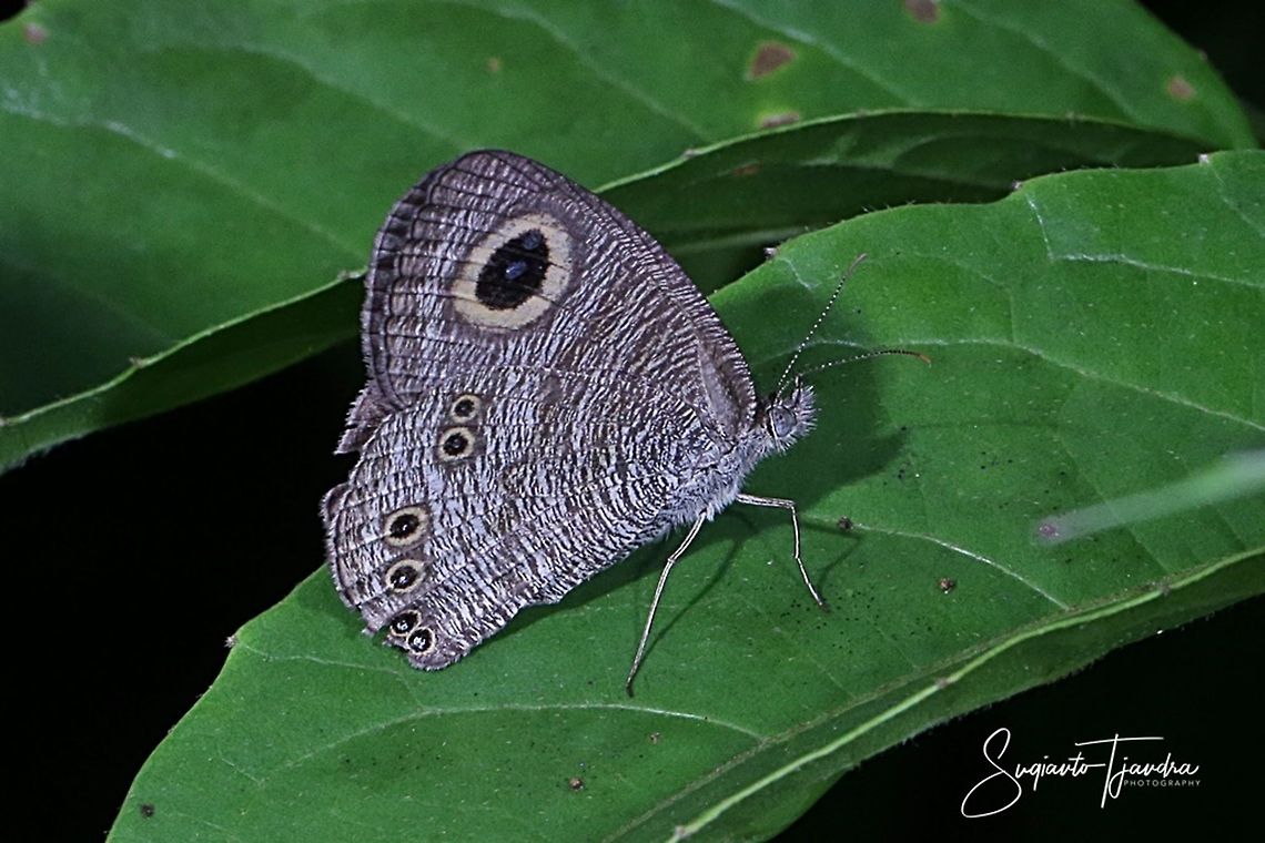 Common Five Ring (Ypthima baldus)  Common Fivering,Geotagged,Indonesia,Summer,Ypthima baldus