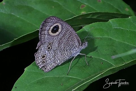 Common Five Ring (Ypthima baldus)  Common Fivering,Geotagged,Indonesia,Summer,Ypthima baldus