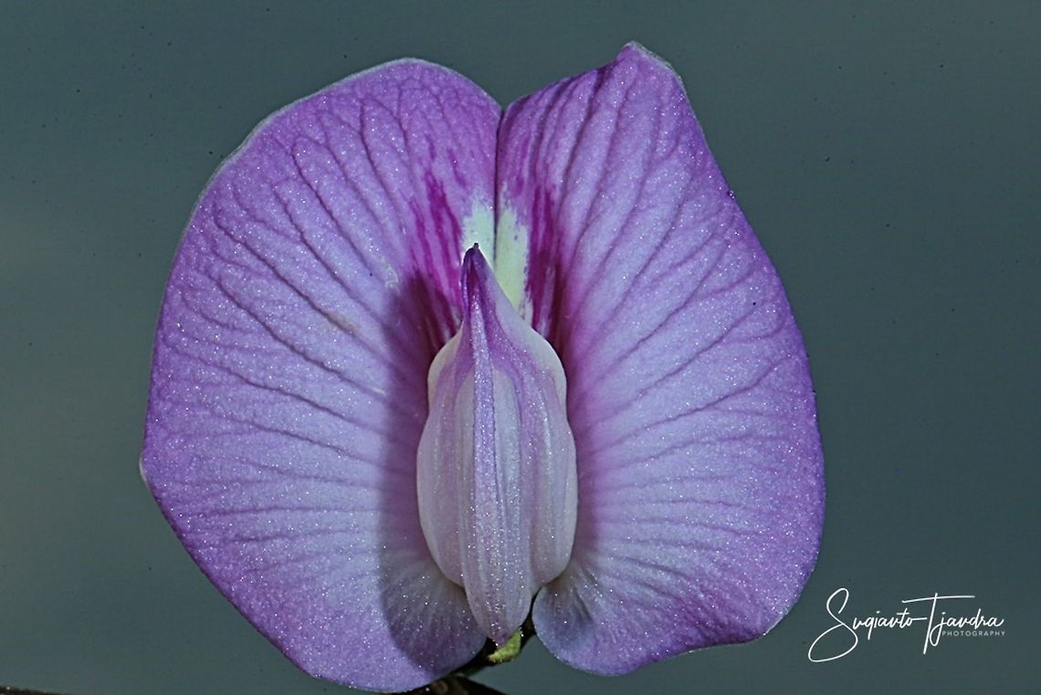Butterfly pea flower, Centrosema pubescens  Centro,Centrosema pubescens,Fall,Geotagged,Indonesia