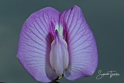 Butterfly pea flower, Centrosema pubescens  Centro,Centrosema pubescens,Fall,Geotagged,Indonesia
