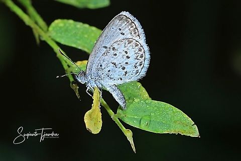 Pygmy Grass Blue Butterfly (Zizula hylax)  Fall,Geotagged,Indonesia,Tiny Grass Blue,Zizula hylax