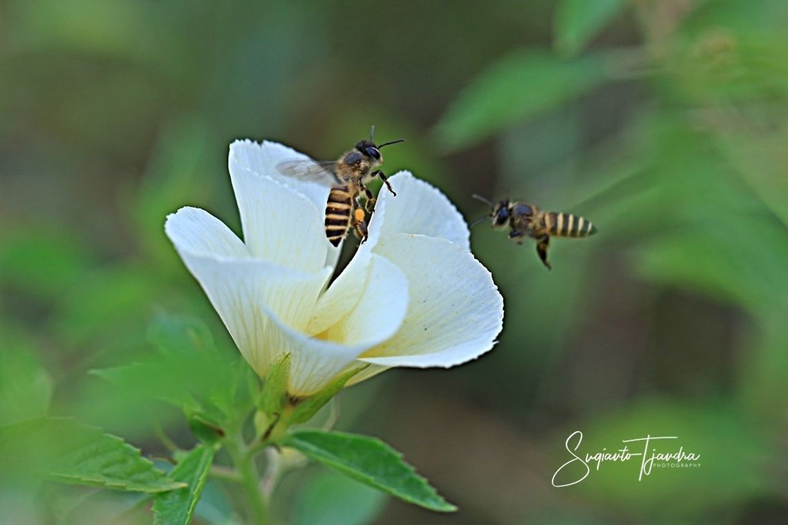 Honey Bees  Fall,Geotagged,Indonesia