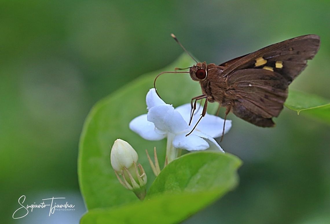 Red-Eyed Banana Skipper Butterfly, Erionota Thrax - female on Star Jasmine flower  Erionota thrax,Fall,Geotagged,Indonesia,Palm Redeye
