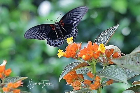 "The flying black" Great Mormon Butterfly, Papilio Memnon Agenor  Fall,Geotagged,Great Mormon,Indonesia,Papilio memnon