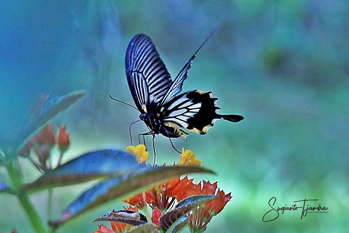 Great Mormon Swallowtail Butterfly, Papilio memnon, Papilionidae  Fall,Geotagged,Great Mormon,Indonesia,Papilio memnon