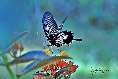 Great Mormon Swallowtail Butterfly, Papilio memnon, Papilionidae  Fall,Geotagged,Great Mormon,Indonesia,Papilio memnon