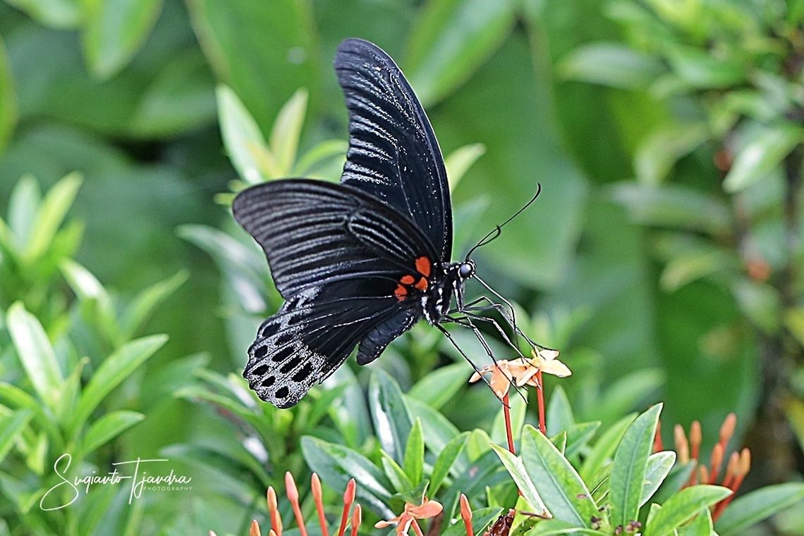 Great Mormon Butterfly, Papilio Memnon Agenor  Fall,Geotagged,Great Mormon,Indonesia,Papilio memnon
