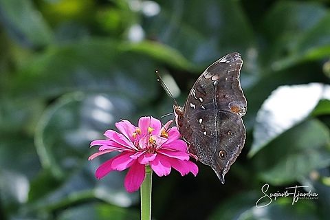 Autumn leaf butterfly, Doleschallia bisaltide  Autumn Leaf,Doleschallia bisaltide,Fall,Geotagged,Indonesia