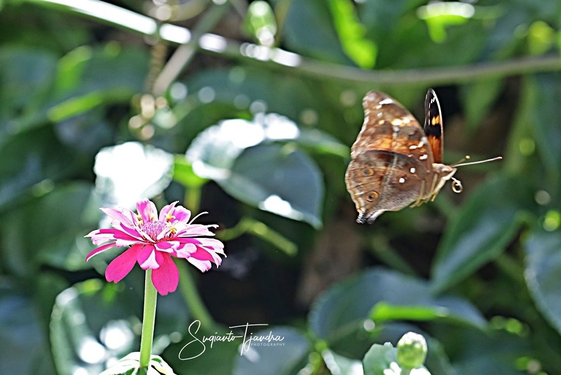 Autumn leaf butterfly, Doleschallia bisaltide  "flying off"  Autumn Leaf,Doleschallia bisaltide,Fall,Geotagged,Indonesia