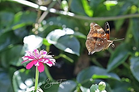 Autumn leaf butterfly, Doleschallia bisaltide  "flying off"  Autumn Leaf,Doleschallia bisaltide,Fall,Geotagged,Indonesia