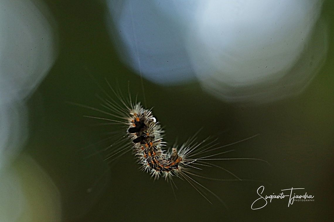 The hanging Caterpillar  Fall,Geotagged,Indonesia
