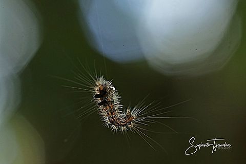 The hanging Caterpillar  Fall,Geotagged,Indonesia