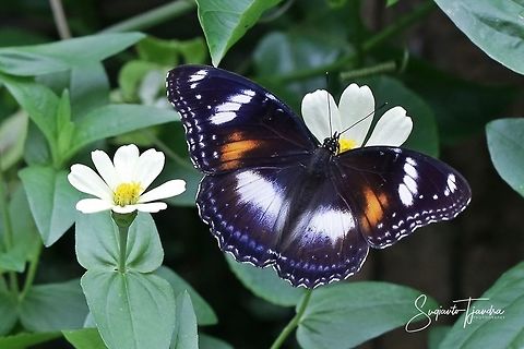 The great eggfly, Hypolimnas bolina bolina f nerina - female  Fall,Geotagged,Great eggflys,Hypolimnas bolina,Indonesia