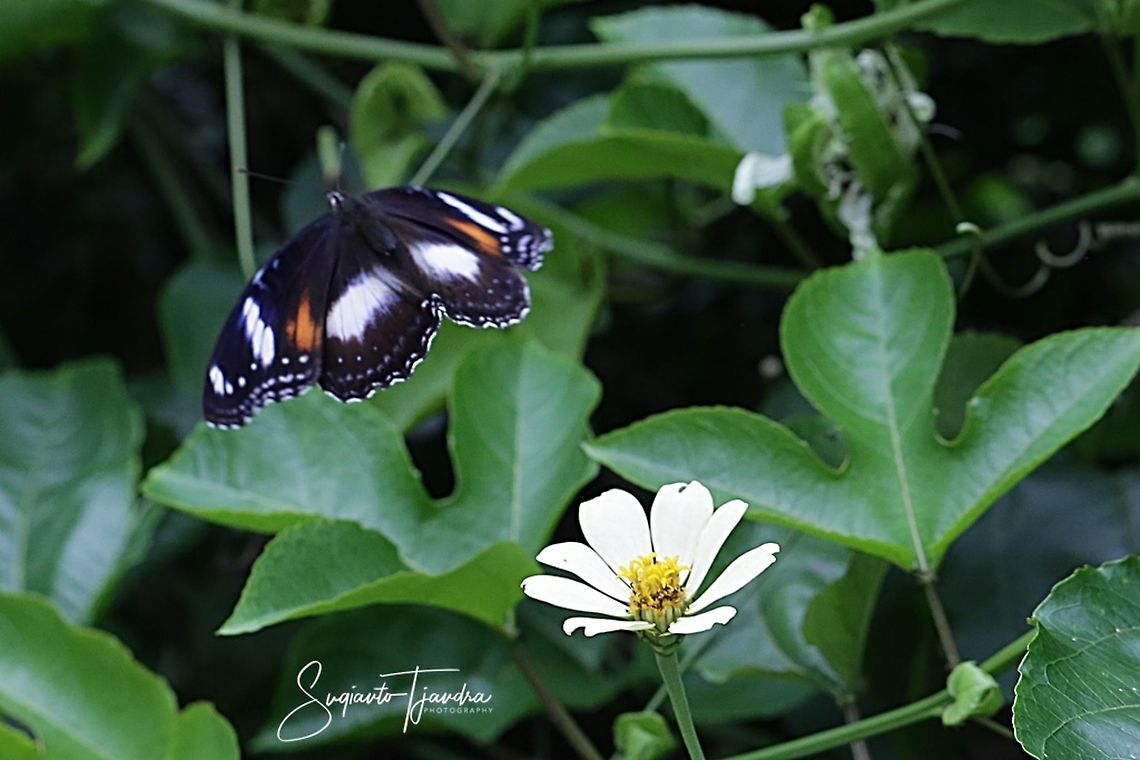 "Flying off" The great eggfly, Hypolimnas bolina bolina f nerina - female  Fall,Geotagged,Great eggflys,Hypolimnas bolina,Indonesia