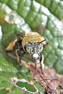 Amegilla Bee  Fall,Geotagged,Indonesia