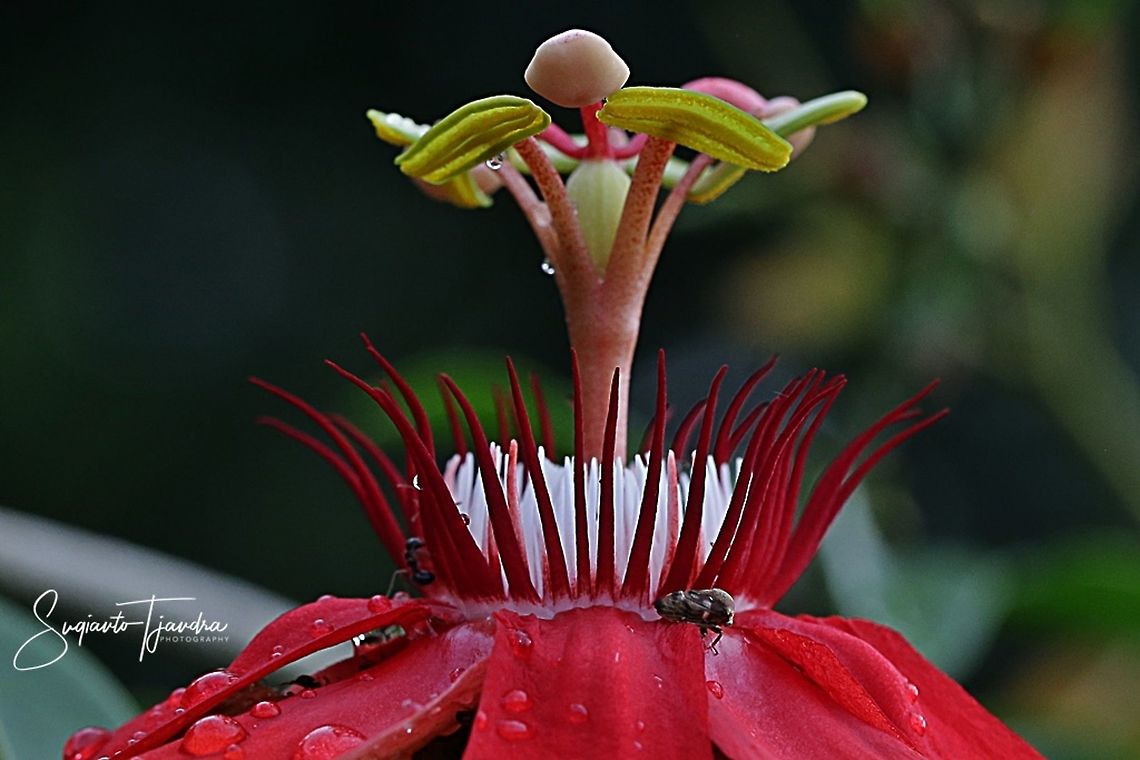 Crown of The Crimson Passion Flower, PassifloraVitifolia (Passifloraceae)  Fall,Geotagged,Indonesia,Passiflora vitifolia,Perfumed passionflower