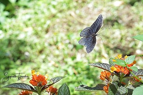 "Flying over Sunset bells flowers (Chrysothemis pulchella)" Great Mormon Butterfly, Papilio Memnon Agenor  Fall,Geotagged,Great Mormon,Indonesia,Papilio memnon