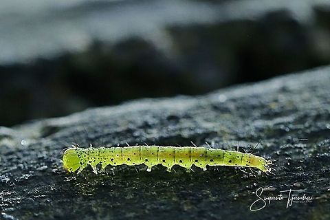 Green tiny caterpillar  Fall,Geotagged,Indonesia