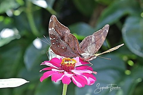 A pair of Autumn leaf butterfly, Doleschallia bisaltide  Autumn Leaf,Doleschallia bisaltide,Fall,Geotagged,Indonesia