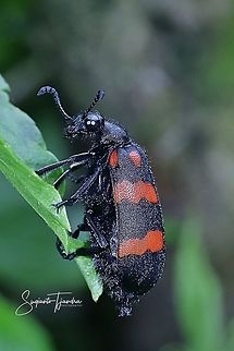 Orange Blister Beetle, Mylabris pustulata  Fall,Geotagged,Indonesia,Mylabris pustulata