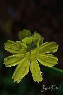 YELLOW COSMOS (COSMOS SULPHUREUS)  Cosmos sulphureus,Geotagged,Indonesia,Summer,Yellow Cosmos