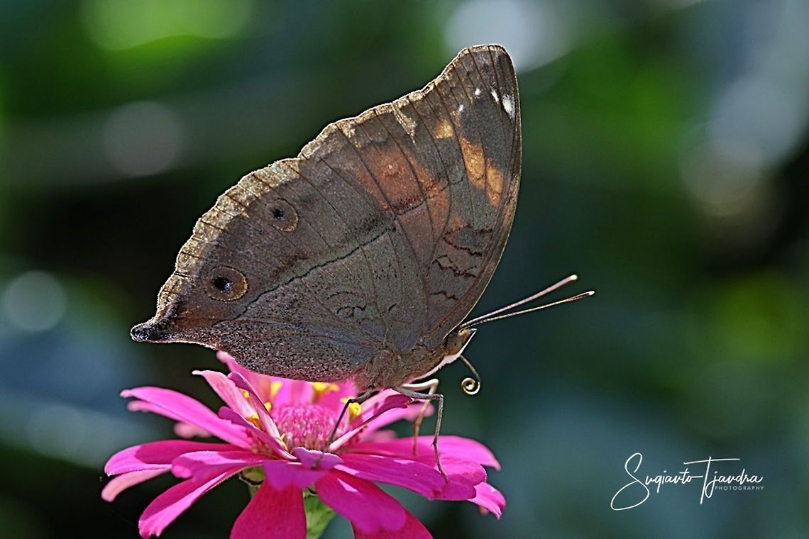 AUTUMN LEAF BUTTERFLY, DOLESCHALLIA BISALTIDE  Autumn Leaf,Doleschallia bisaltide,Fall,Geotagged,Indonesia