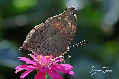 AUTUMN LEAF BUTTERFLY, DOLESCHALLIA BISALTIDE  Autumn Leaf,Doleschallia bisaltide,Fall,Geotagged,Indonesia