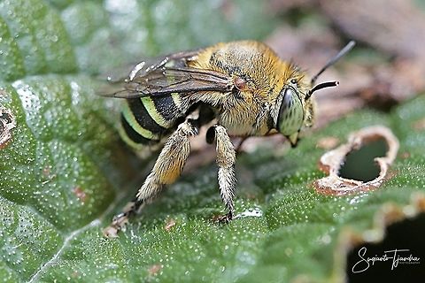 Amegilla Bee  Fall,Geotagged,Indonesia