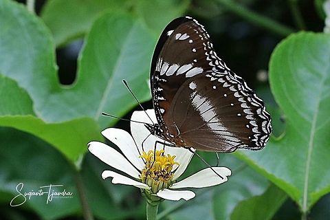 "Sucking Nectar"  The great eggfly, Hypolimnas bolina bolina f nerina - lowerside/female on Zinnia flowe  Fall,Geotagged,Great eggflys,Hypolimnas bolina,Indonesia