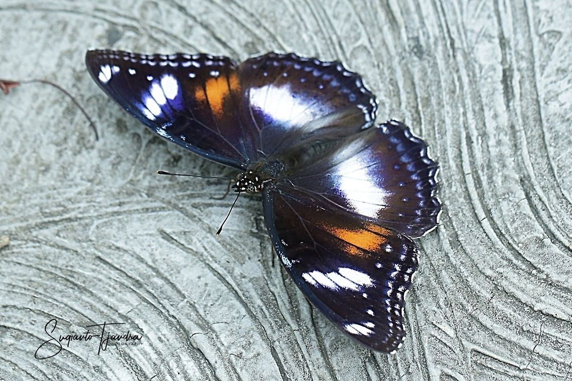 The great eggfly, Hypolimnas bolina bolina f nerina - Upperside/female  Fall,Geotagged,Great eggflys,Hypolimnas bolina,Indonesia