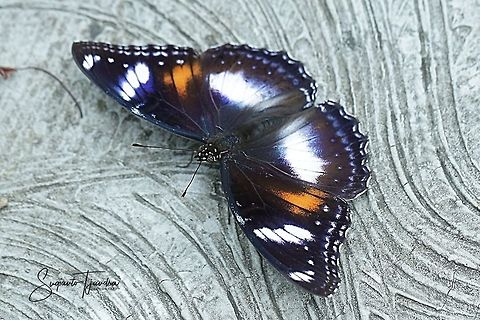 The great eggfly, Hypolimnas bolina bolina f nerina - Upperside/female  Fall,Geotagged,Great eggflys,Hypolimnas bolina,Indonesia