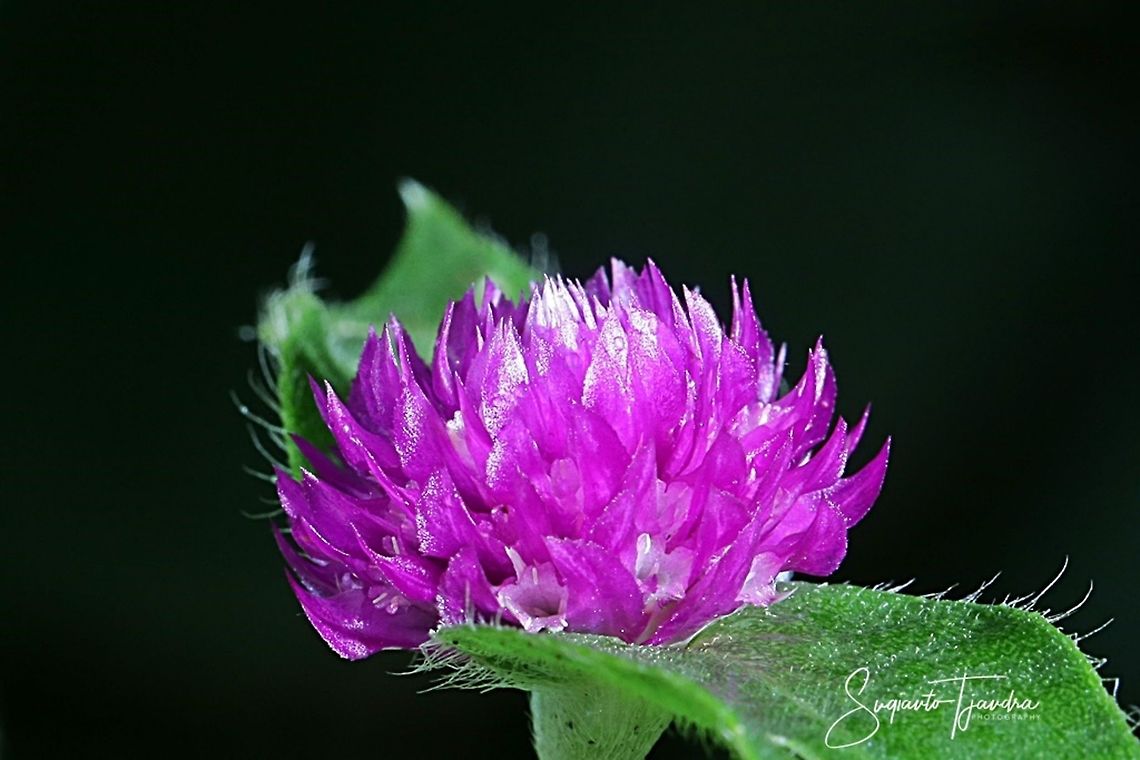BACHELOR'S BUTTON FLOWER (GOMPHRENA GLOBOSA  Fall,Geotagged,Globe amaranth,Gomphrena globosa,Indonesia