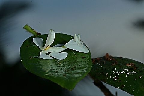 "Feeling relax on the Swimming Pool"  White flower mantis, Hymenopus (Hymenopodidae)  Fall,Geotagged,Indonesia