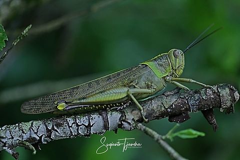 Locust, Acrididae Sp  Fall,Geotagged,Indonesia,Javanese grasshopper,Valanga nigricornis
