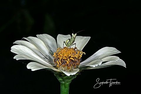 Green mini Flower mantis, Creobroter pictipennis on White Zinnia flower  Creobroter pictipennis,Fall,Geotagged,Indian flower mantis,Indonesia