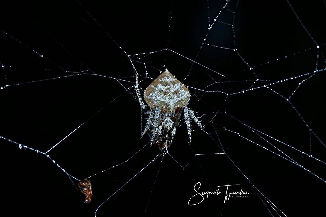 Orb-weaver spider w/prey  Geotagged,Indonesia