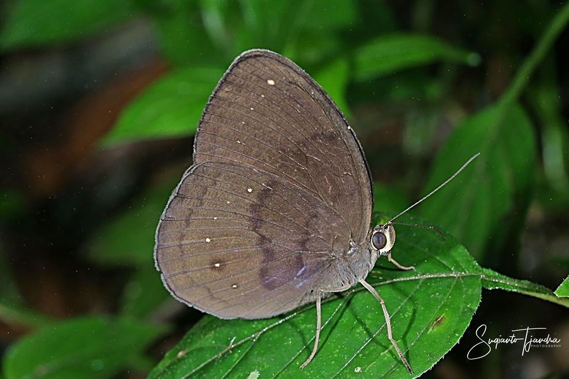 The Common Faun (Faunis canens arcesilas)  Common faun,Faunis canens,Geotagged,Indonesia