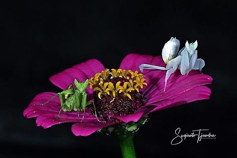 Green mini flower mantis, Creobroter pictipennis) &  White flower mantis, Hymenopus (Hymenopodidae) on Pink Zinnia flower  Creobroter pictipennis,Geotagged,Indian flower mantis,Indonesia