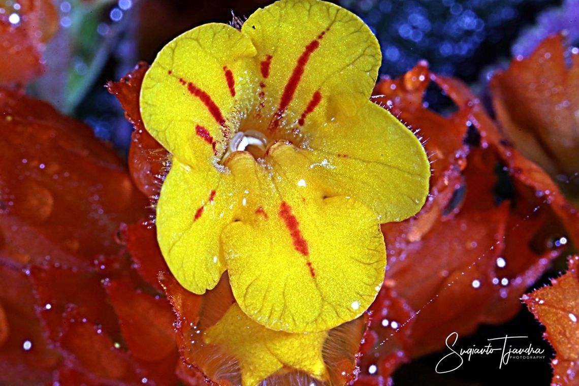 Sunset bells flowers (Chrysothemis pulchella)  Chrysothemis pulchella,Fall,Geotagged,Indonesia