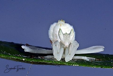 "Relax on the air"  White flower mantis, Hymenopus (Hymenopodidae)  Fall,Geotagged,Indonesia